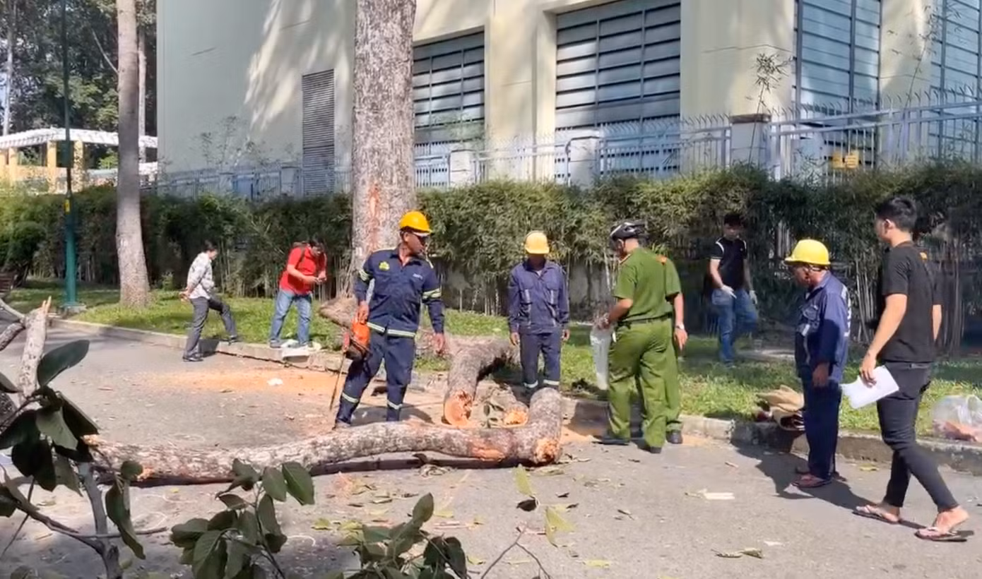 Nhánh cây bị gãy rơi trúng các nạn nhân có chiều dài hơn 10m. Ảnh: Hoàng Thuận Nhánh cây bị gãy rơi trúng các nạn nhân có chiều dài hơn 10m. Ảnh: Hoàng Thuận