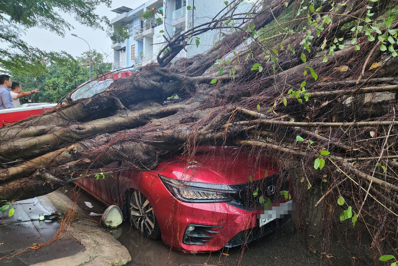 Phần thân cây đè lên đầu xe.