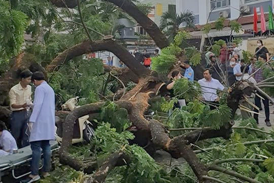 Một xe máy bị thân cây đổ đè lên. Một xe máy bị thân cây đổ đè lên.