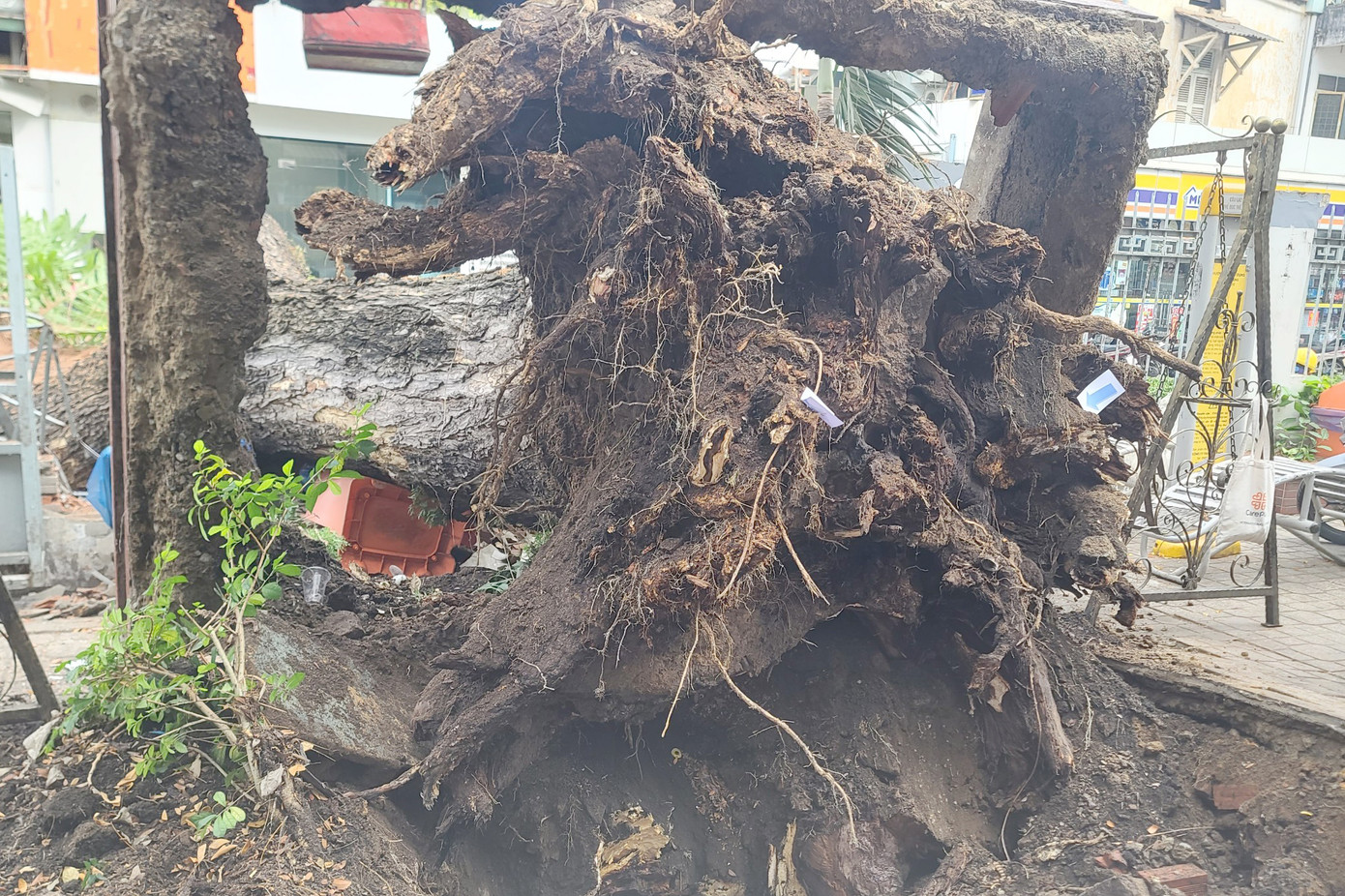 Phần rễ bị mục ruỗng. Phần rễ bị mục ruỗng.