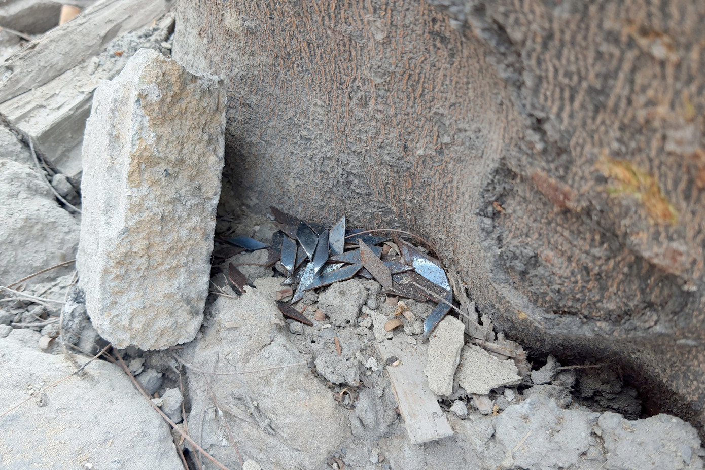 Người dân thu gom đinh nhọn bỏ vào gốc cây bên đường. Ảnh: Minh Anh.