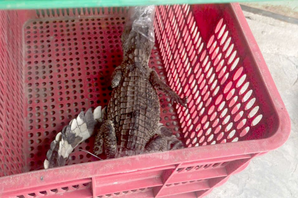 Con cá sấu được người dân cho vào giỏ nhựa. Ảnh: H.T.