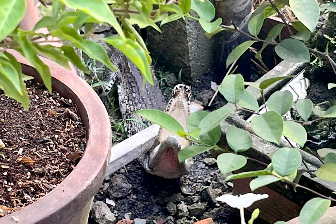 Cá sấu bò trong vườn nhà dân. Ảnh: C.A.