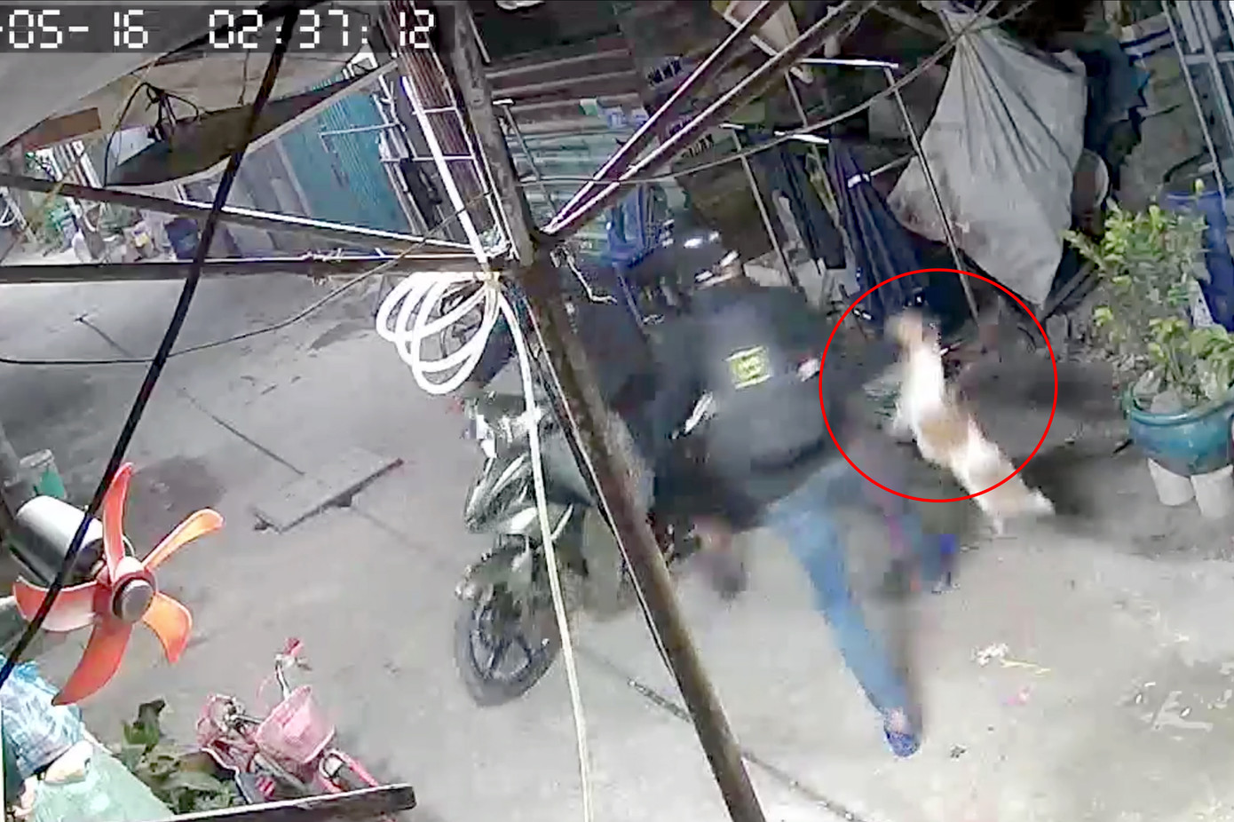 Hai thanh niên trộm con chó nhà dân ở xã Vĩnh Lộc B được camera ghi lại (Ảnh cắt từ clip). Hai thanh niên trộm con chó nhà dân ở xã Vĩnh Lộc B được camera ghi lại (Ảnh cắt từ clip).