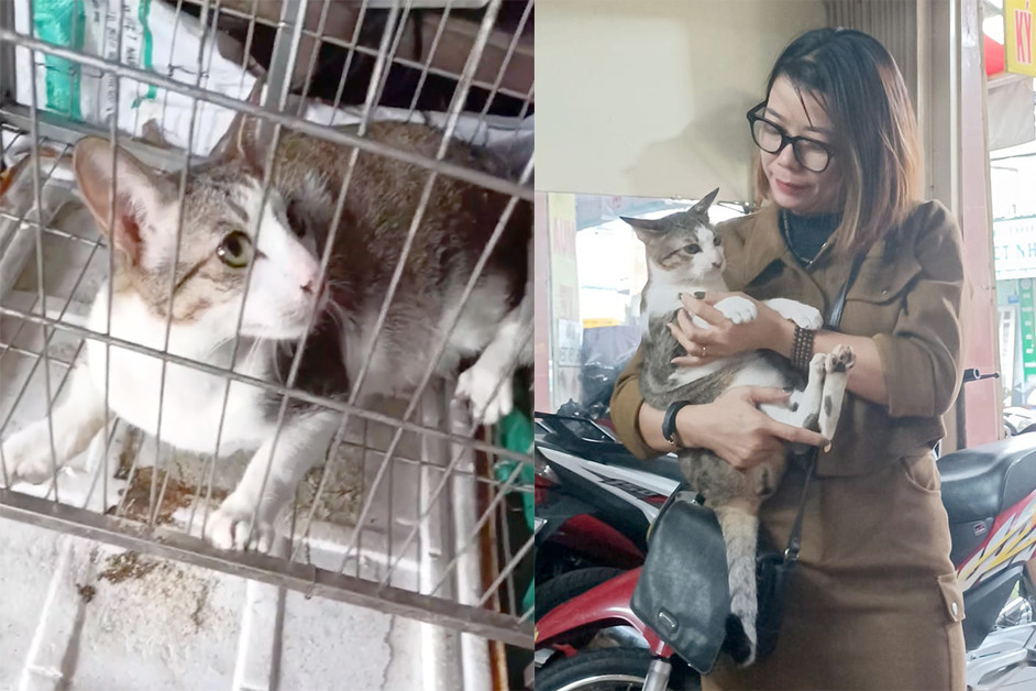 Chị L mua lại con mèo bị trộm với giá 650 nghìn đồng (Ảnh: K.L). Chị L mua lại con mèo bị trộm với giá 650 nghìn đồng (Ảnh: K.L).