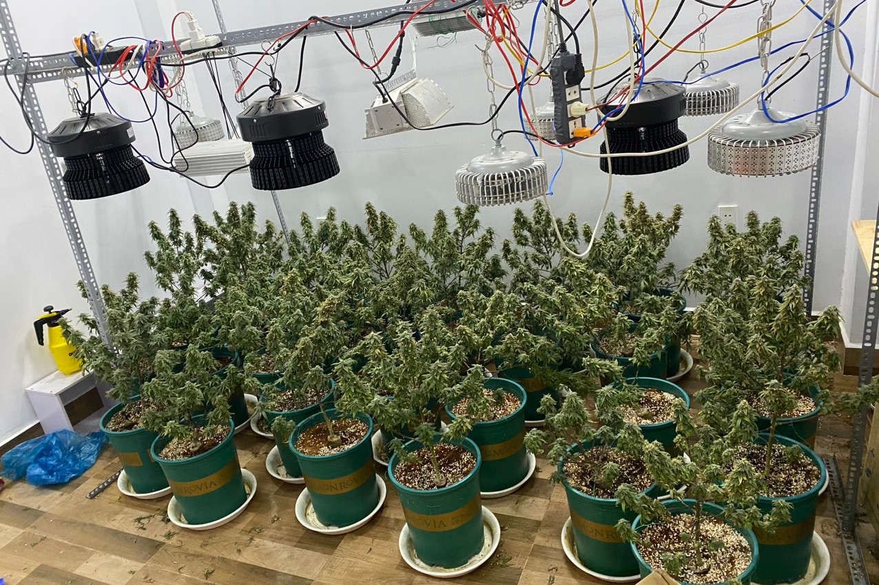 Cần sa được phát hiện tại tầng 2 của căn nhà.