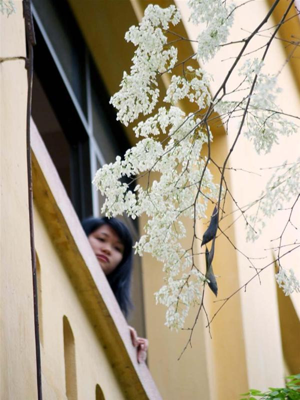 Đó là kỷ niệm về một khung cửa sổ nở đầy những bông hoa trắng li ti đẹp đến mê hồn...