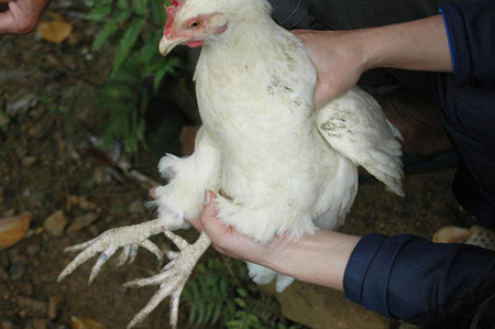 Ở Xuân Sơn giờ chỉ còn có thể tìm thấy những con gà 7 cựa, gà 8 cựa và 9 cựa đã gần như tuyệt chủng