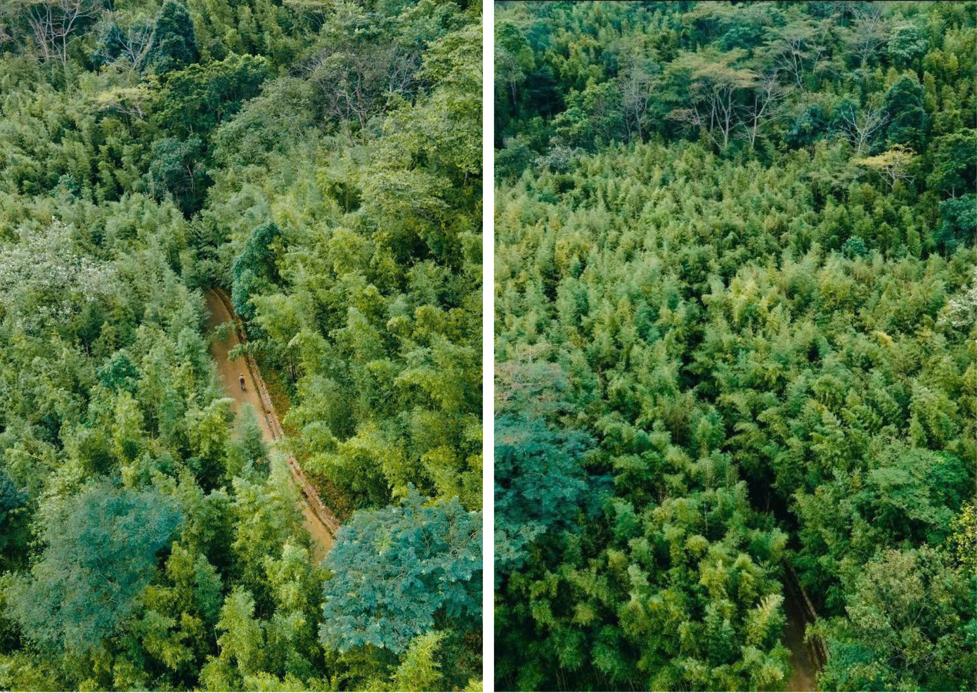 Rừng trúc Nguyên Bình nhìn từ trên cao. (Ảnh: Blog Của Rọt)