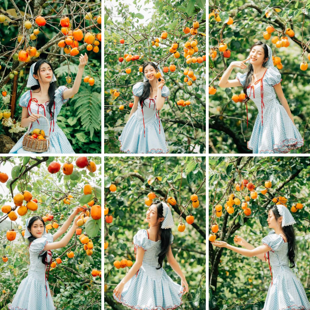 "Nàng thơ" khoe sắc tại vườn hồng chín. (Ảnh: Đồng Ngô)