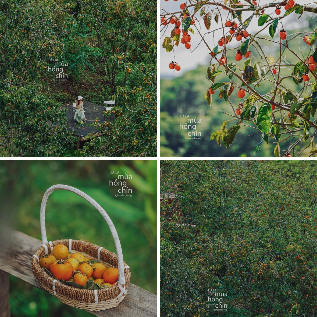 Mùa hồng đã "gõ cửa" tại xứ sở mù sương. (Ảnh: gimadethuong)