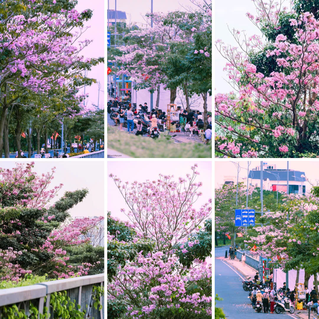 "Tọa độ" check-in kèn hồng hot nhất hiện nay. (Ảnh: Khanh Nguyen) "Tọa độ" check-in kèn hồng hot nhất hiện nay. (Ảnh: Khanh Nguyen)