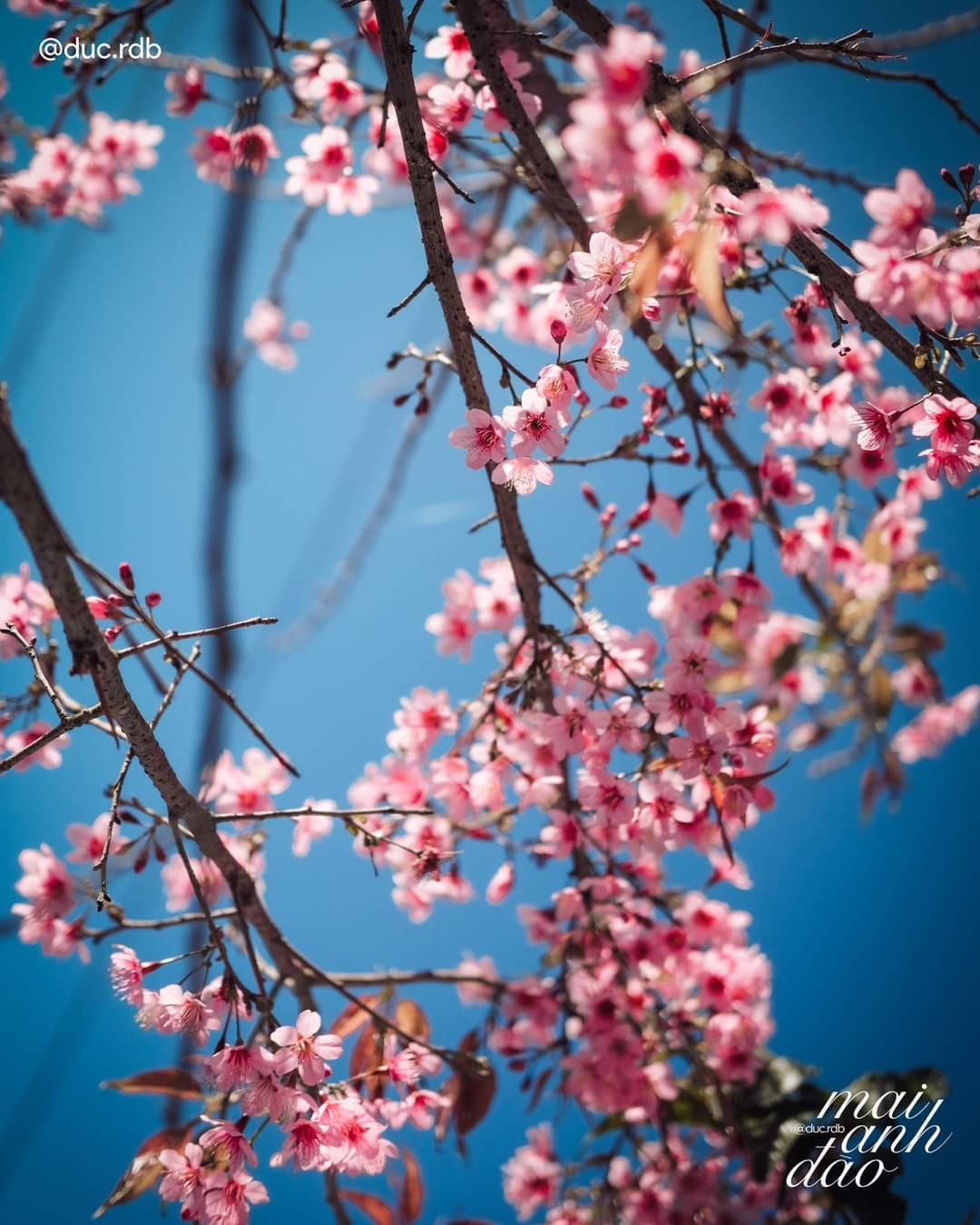 Mai anh đào với sắc hồng ngọt ngào làm say đắm trái tim. (Ảnh: Nguyễn Minh Đức) Mai anh đào với sắc hồng ngọt ngào làm say đắm trái tim. (Ảnh: Nguyễn Minh Đức)
