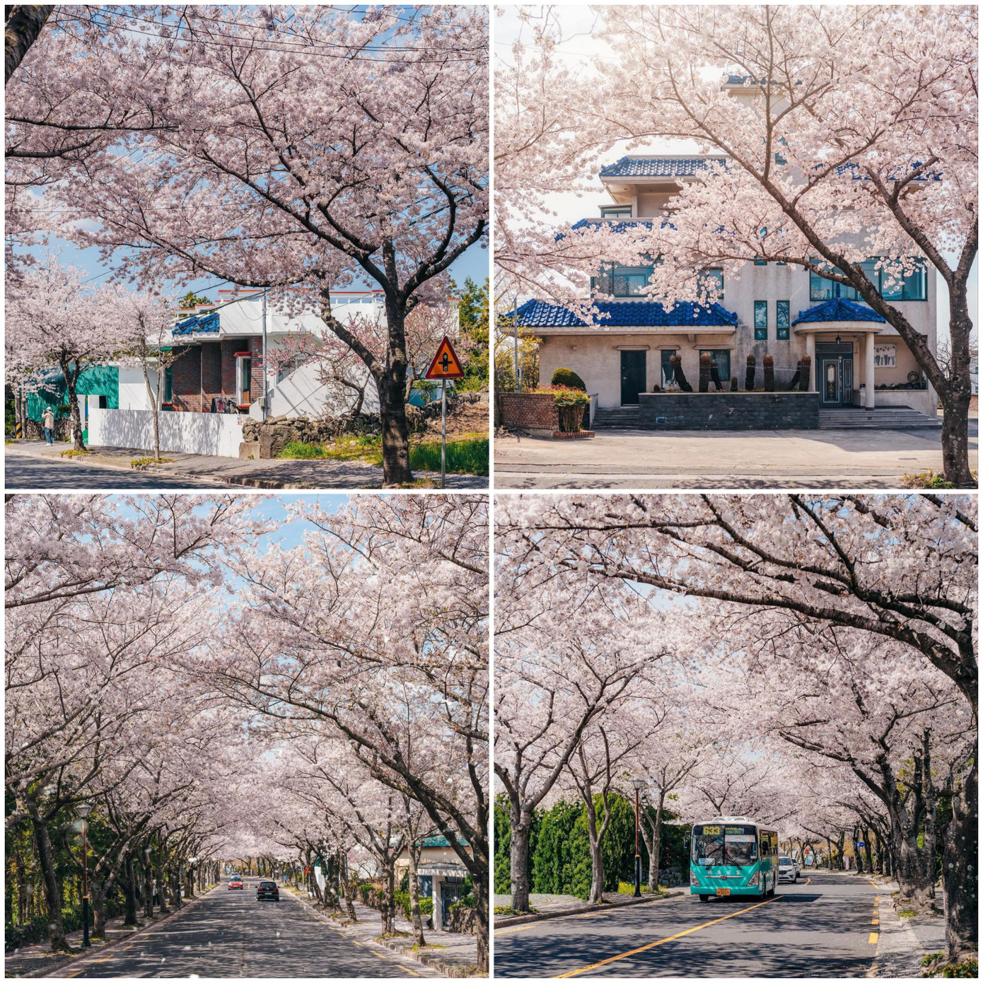 Khung cảnh ngập tràn hoa anh đào lung linh tại Jeju. (Ảnh: @b_taeng) Khung cảnh ngập tràn hoa anh đào lung linh tại Jeju. (Ảnh: @b_taeng)