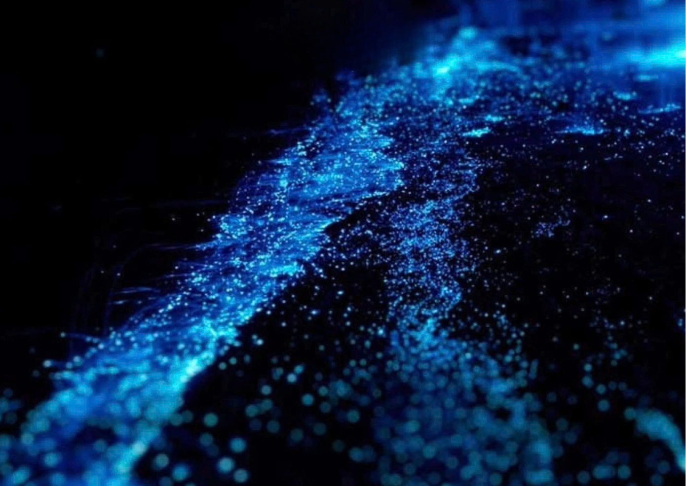 Hiện tượng lân tinh biển xuất hiện tại Cát Bà khiến nhiều netizen thích thú. (Ảnh: FB Hải Phòng của tôi)