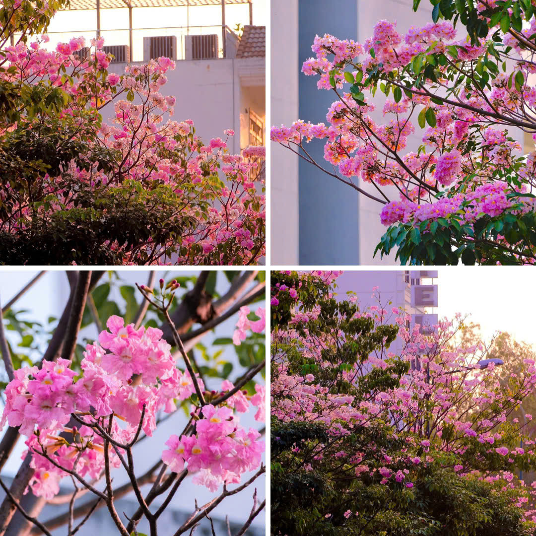 Từng chùm thắp sáng cả không gian. (Ảnh: Internet) Từng chùm thắp sáng cả không gian. (Ảnh: Internet)