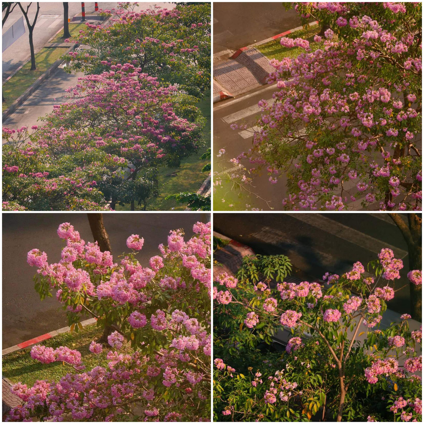 (Ảnh: Nhất Ý) (Ảnh: Nhất Ý)