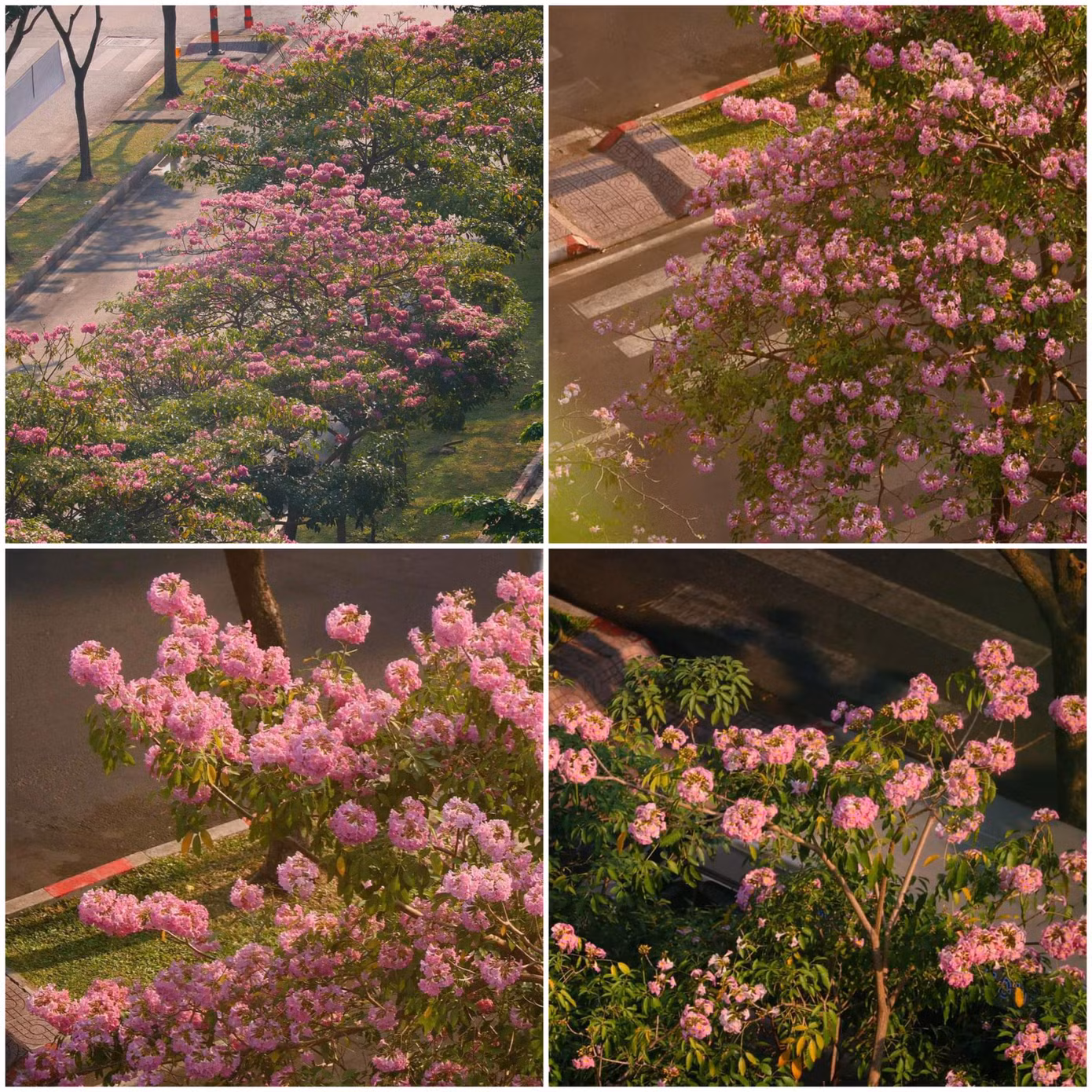 (Ảnh: Nhất Ý)
