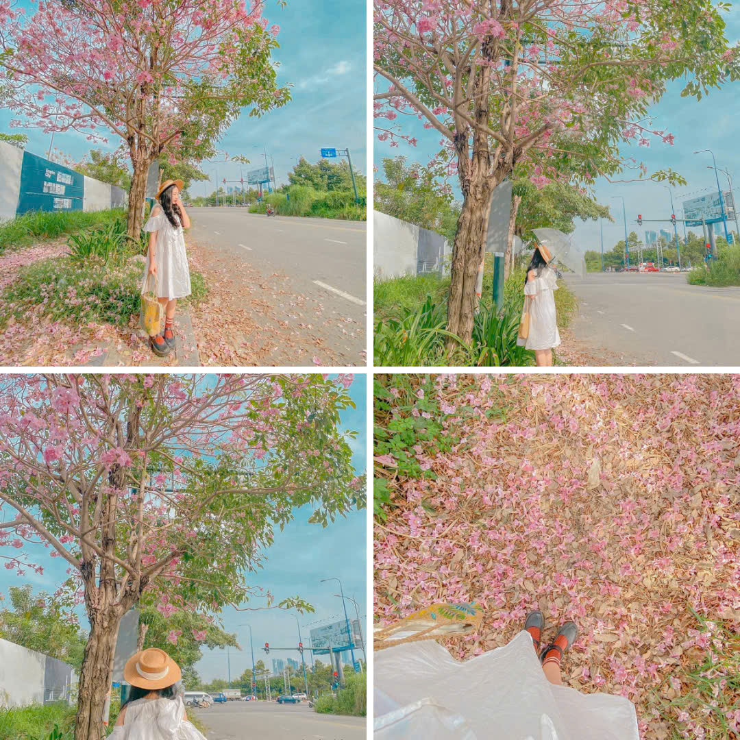 Các "nàng thơ" mau mau lên kế hoạch check-ín kẻo lỡ mùa kèn hồng năm nay. (Ảnh: dongthimylinh) Các "nàng thơ" mau mau lên kế hoạch check-ín kẻo lỡ mùa kèn hồng năm nay. (Ảnh: dongthimylinh)