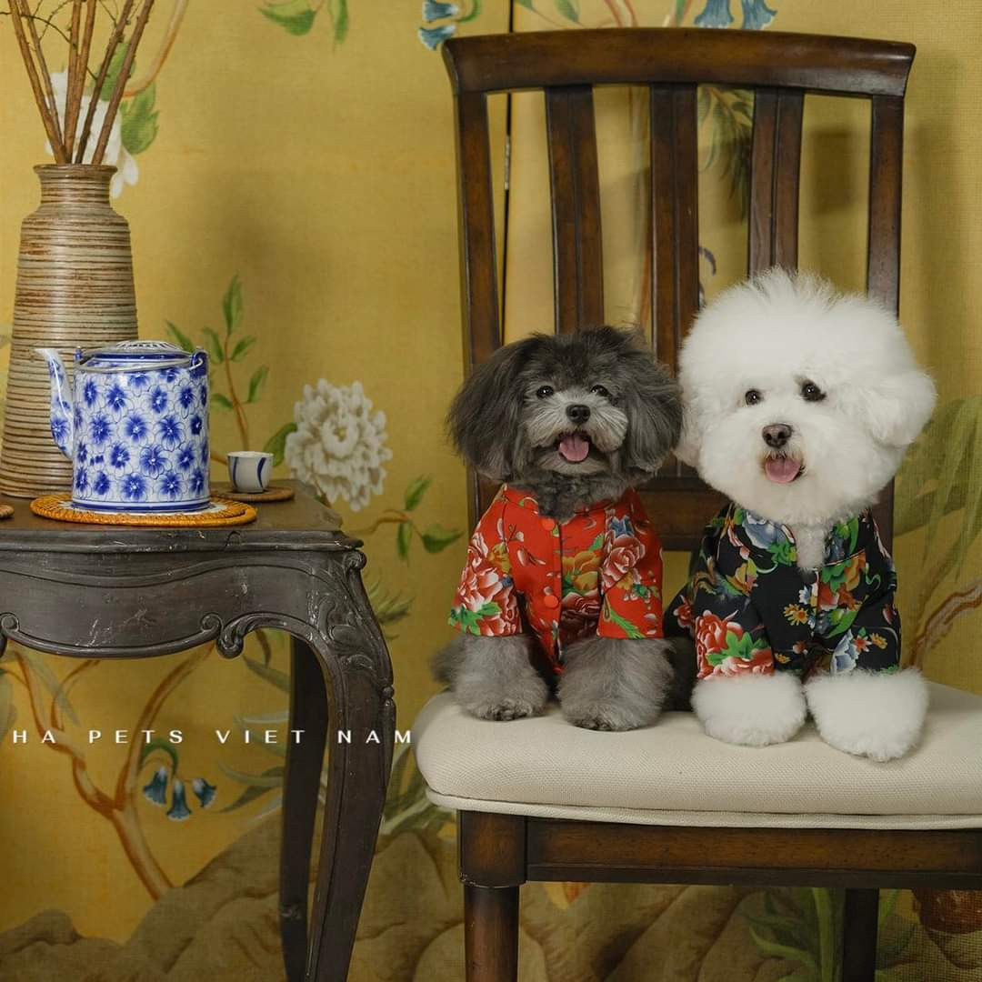 Các bạn cún trong trang phục mang họa tiết chăn con công vô cùng đáng yêu. (Ảnh: HiHa Pets) Các bạn cún trong trang phục mang họa tiết chăn con công vô cùng đáng yêu. (Ảnh: HiHa Pets)