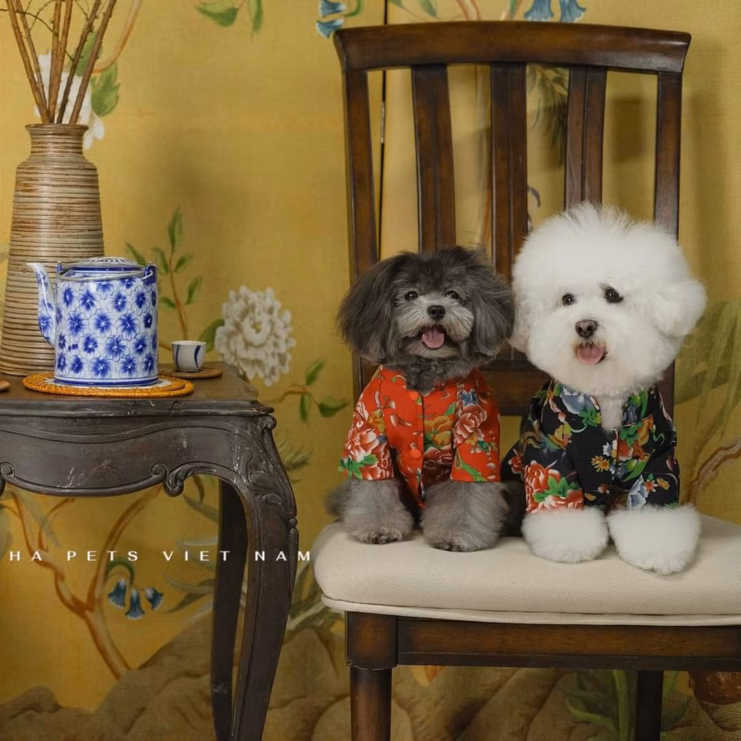 Các bạn cún trong trang phục mang họa tiết chăn con công vô cùng đáng yêu. (Ảnh: HiHa Pets)