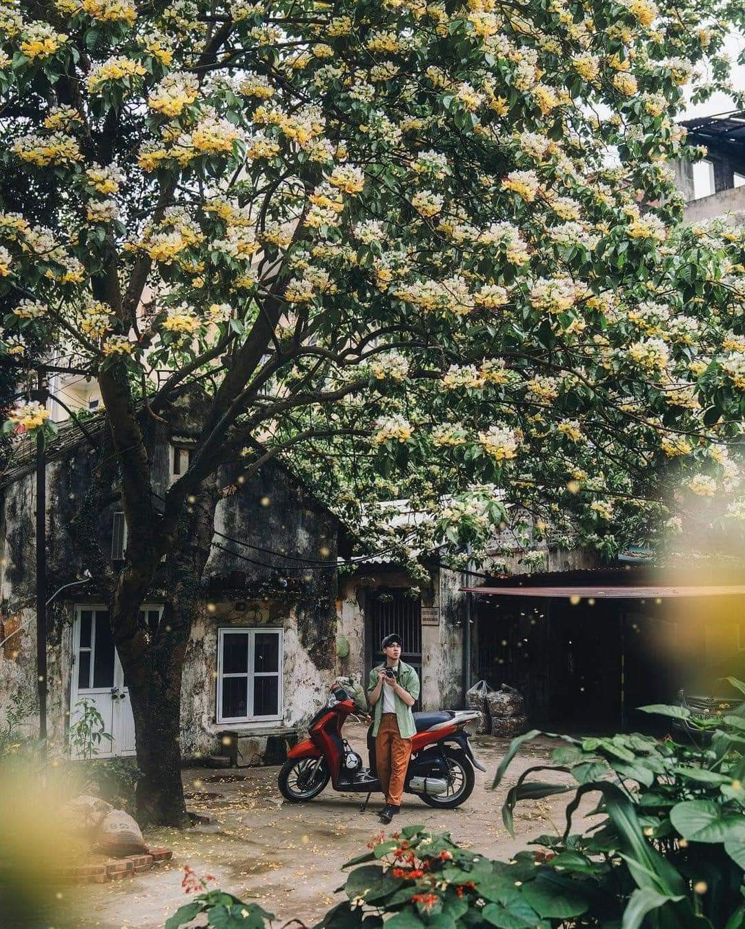 Check-in ngay kẻo bỏ lỡ mùa bạch hoa năm nay. (Ảnh: Mituchan259) Check-in ngay kẻo bỏ lỡ mùa bạch hoa năm nay. (Ảnh: Mituchan259)