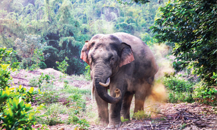 Vườn Quốc gia Cát Tiên đạt danh hiệu này đã đánh dấu một bước ngoặt cho công tác bảo tồn thiên nhiên và đa dạng sinh học ở Việt Nam. (Ảnh: Danh Sơn) Vườn Quốc gia Cát Tiên đạt danh hiệu này đã đánh dấu một bước ngoặt cho công tác bảo tồn thiên nhiên và đa dạng sinh học ở Việt Nam. (Ảnh: Danh Sơn)