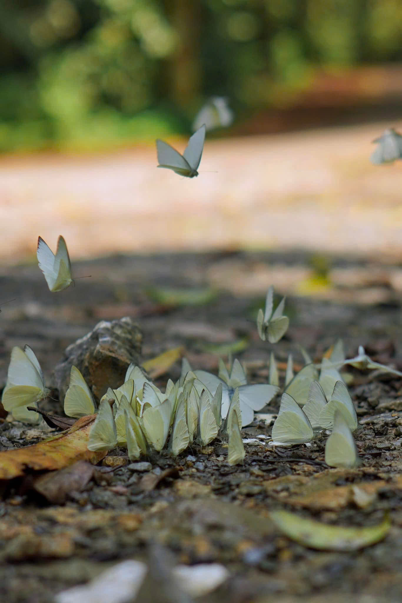 Khung cảnh ngập tràn bướm trắng hệt như trong chuyện cổ tích. (Ảnh: Thanh Tung Chau)