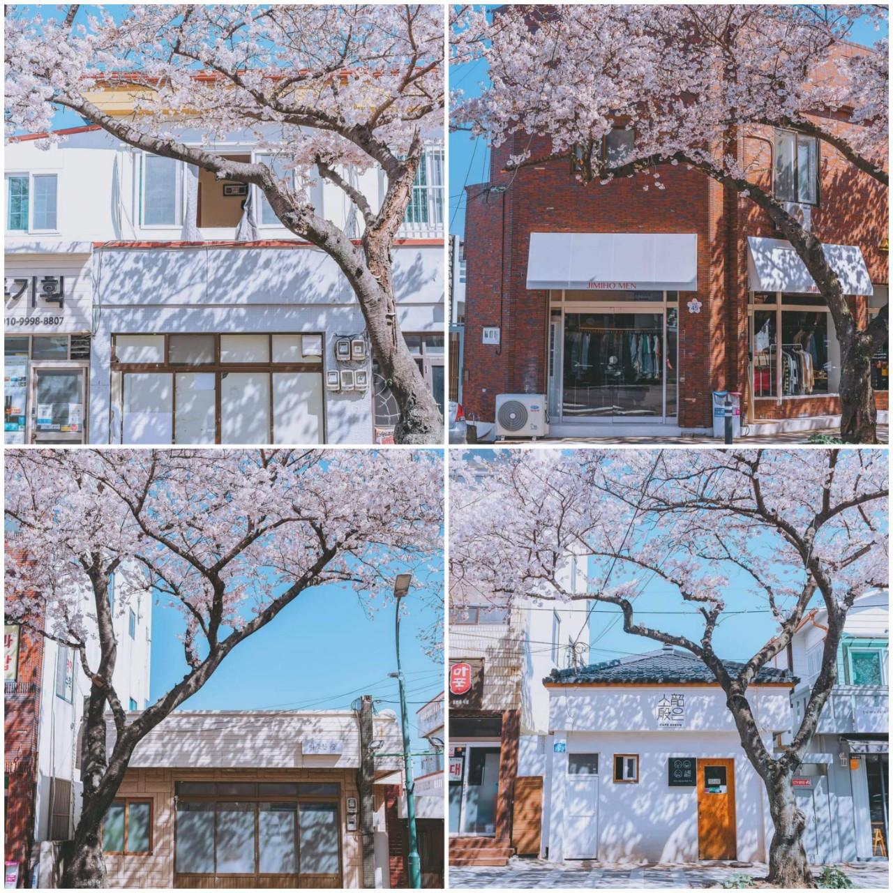 Những con phố nhỏ tại Jeju trở nên thơ mộng vào mùa anh đào. (Ảnh: @nohpic) Những con phố nhỏ tại Jeju trở nên thơ mộng vào mùa anh đào. (Ảnh: @nohpic)