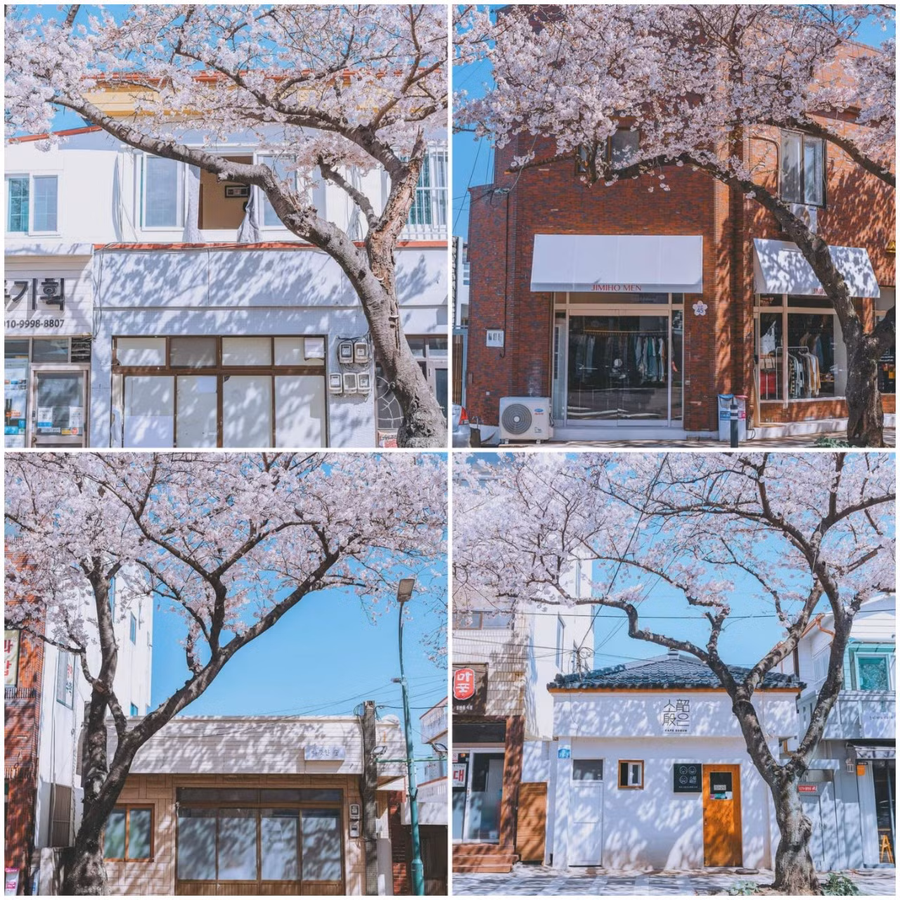 Những con phố nhỏ tại Jeju trở nên thơ mộng vào mùa anh đào. (Ảnh: @nohpic)