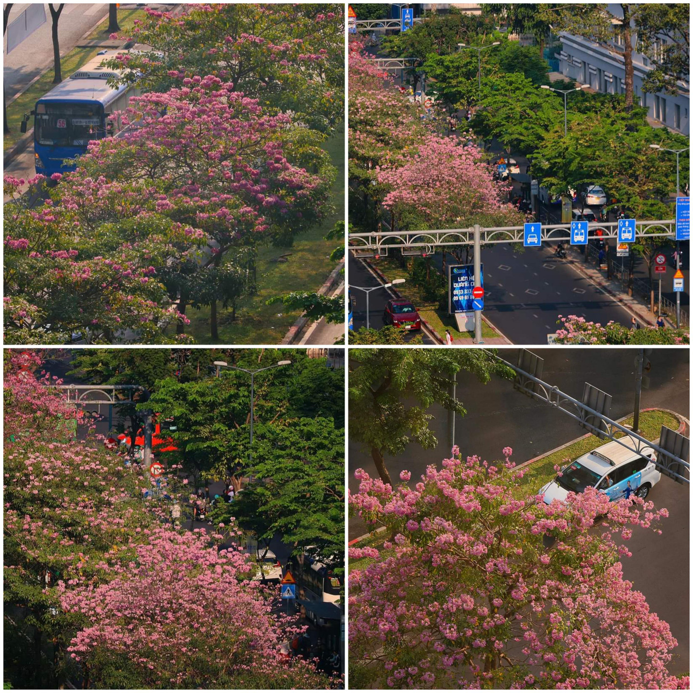 Kèn hồng tô điểm giúp những cung đường thơ mộng không kém cạnh khung cảnh trong phim Hàn. (Ảnh: Nhất Ý) Kèn hồng tô điểm giúp những cung đường thơ mộng không kém cạnh khung cảnh trong phim Hàn. (Ảnh: Nhất Ý)