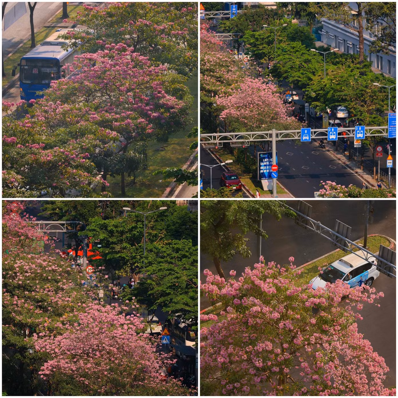 Kèn hồng tô điểm giúp những cung đường thơ mộng không kém cạnh khung cảnh trong phim Hàn. (Ảnh: Nhất Ý)