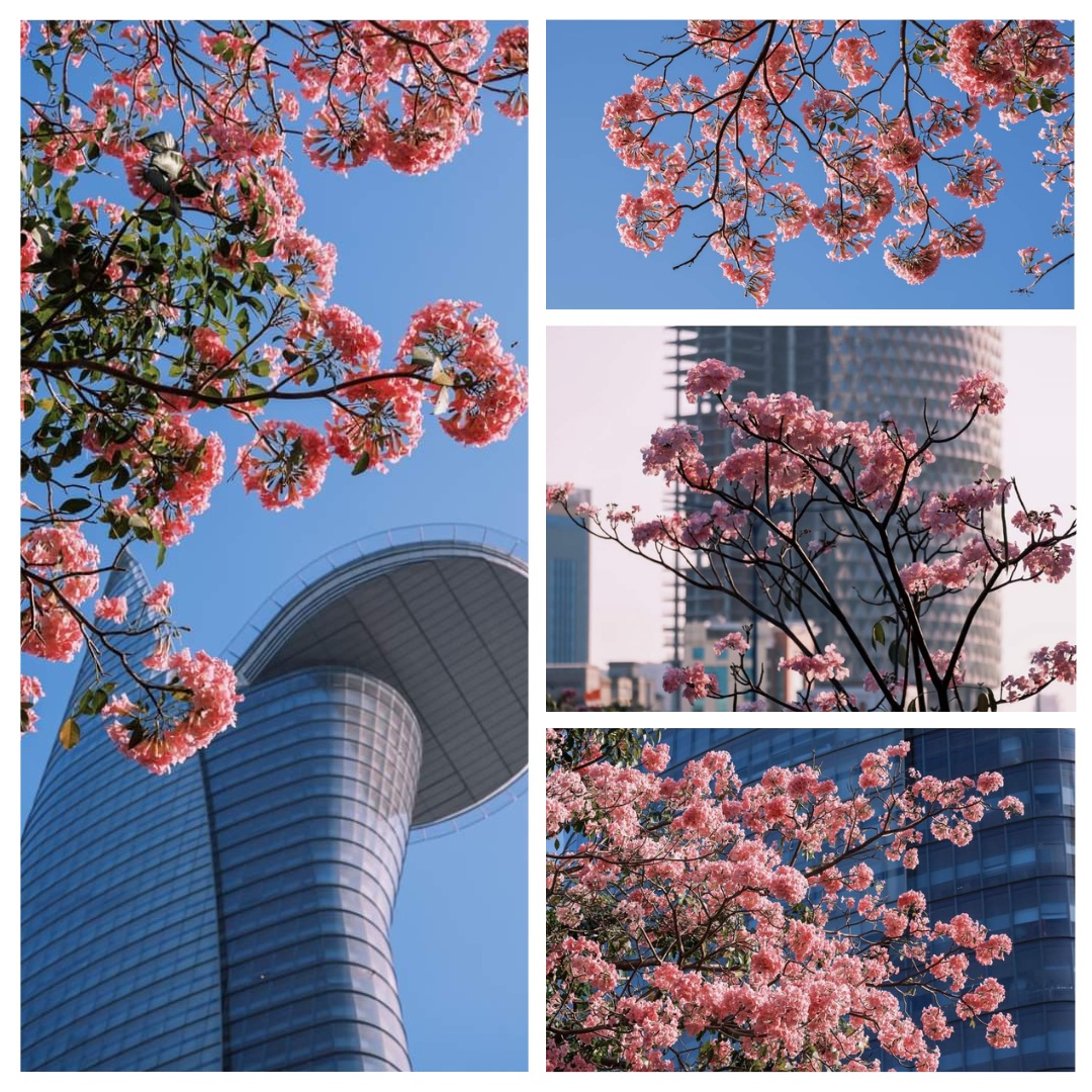 (Ảnh: Nguyễn May) (Ảnh: Nguyễn May)