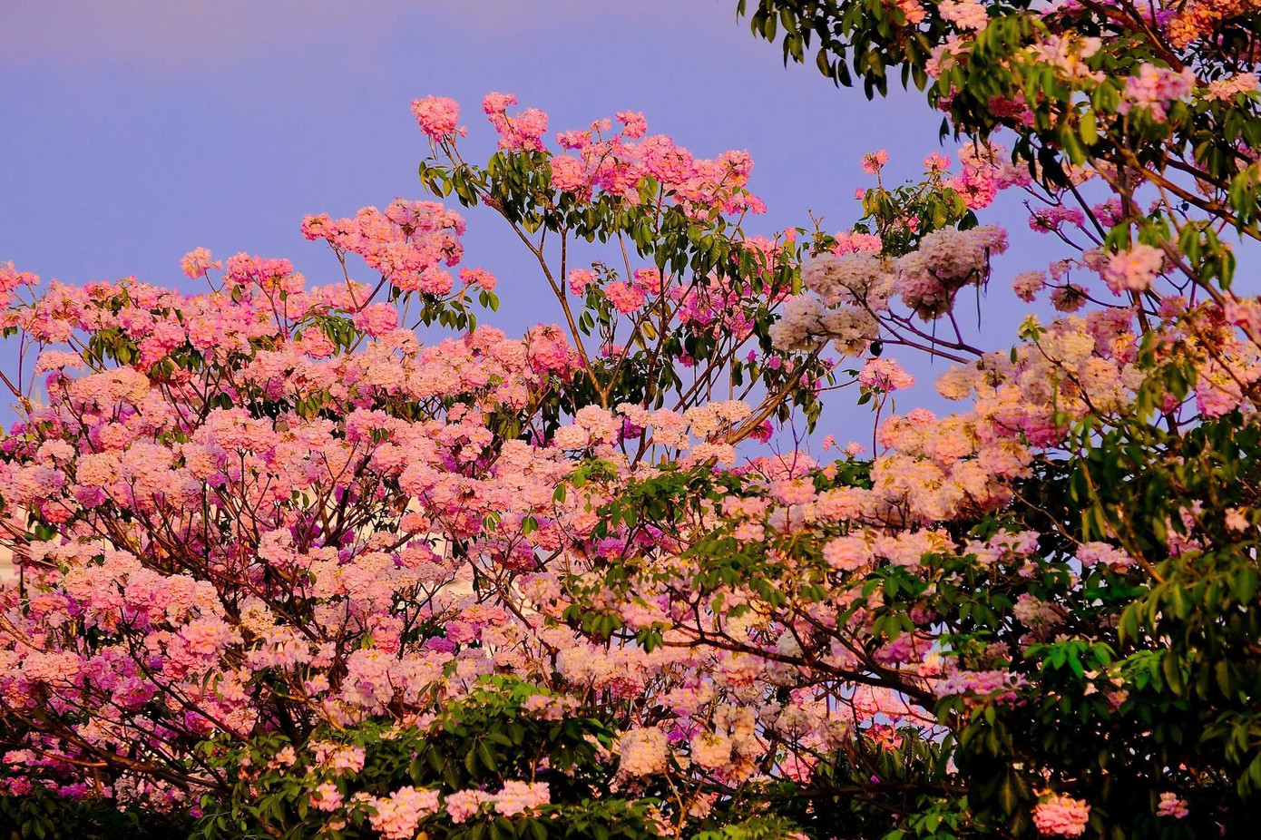 Kèn hồng "nhuộm" rực rỡ một góc trời. (Ảnh: Internet) Kèn hồng "nhuộm" rực rỡ một góc trời. (Ảnh: Internet)