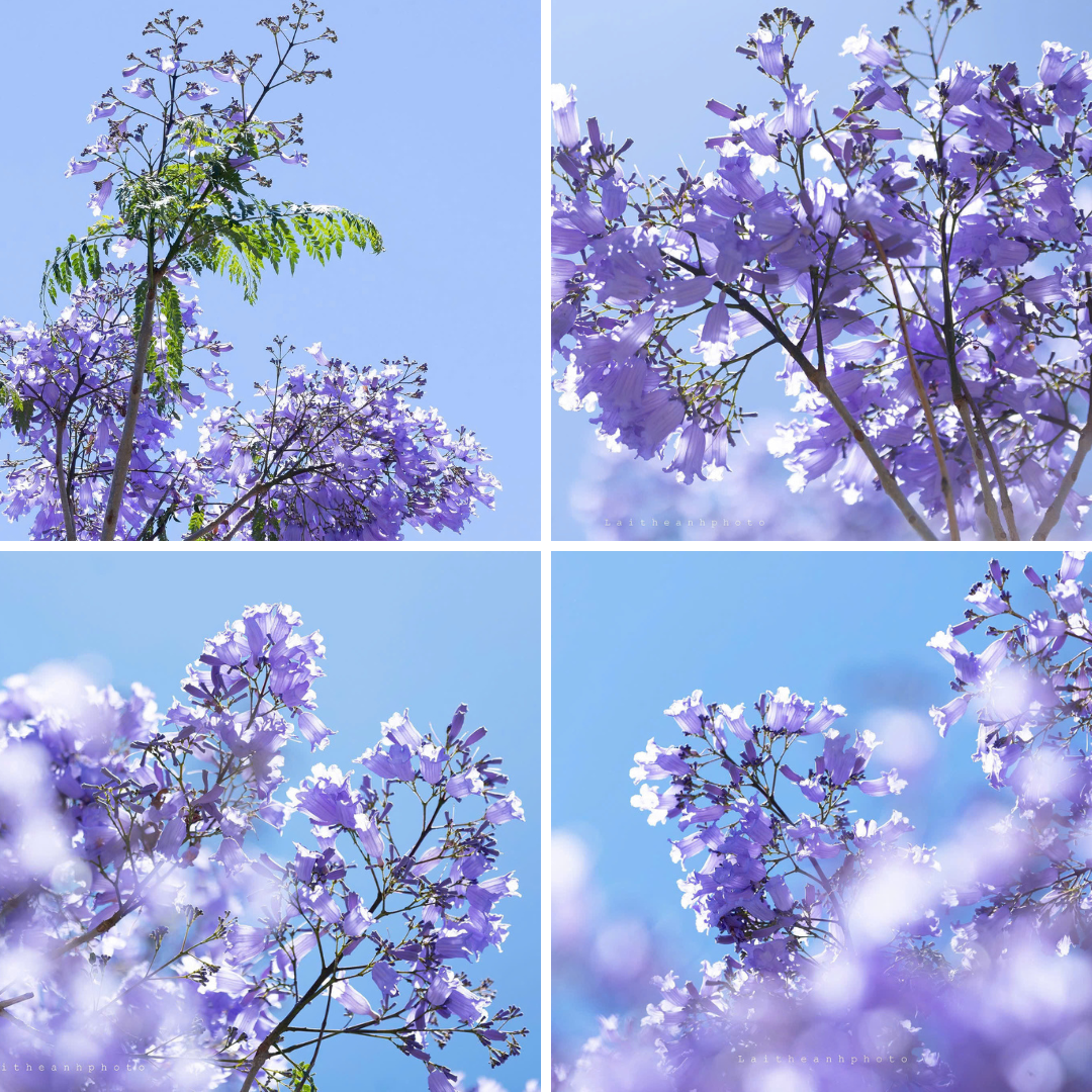 Hoa phượng tím có cánh mỏng manh, xếp thành thành từng chùm. (Ảnh: Lại Thế Anh) Hoa phượng tím có cánh mỏng manh, xếp thành thành từng chùm. (Ảnh: Lại Thế Anh)