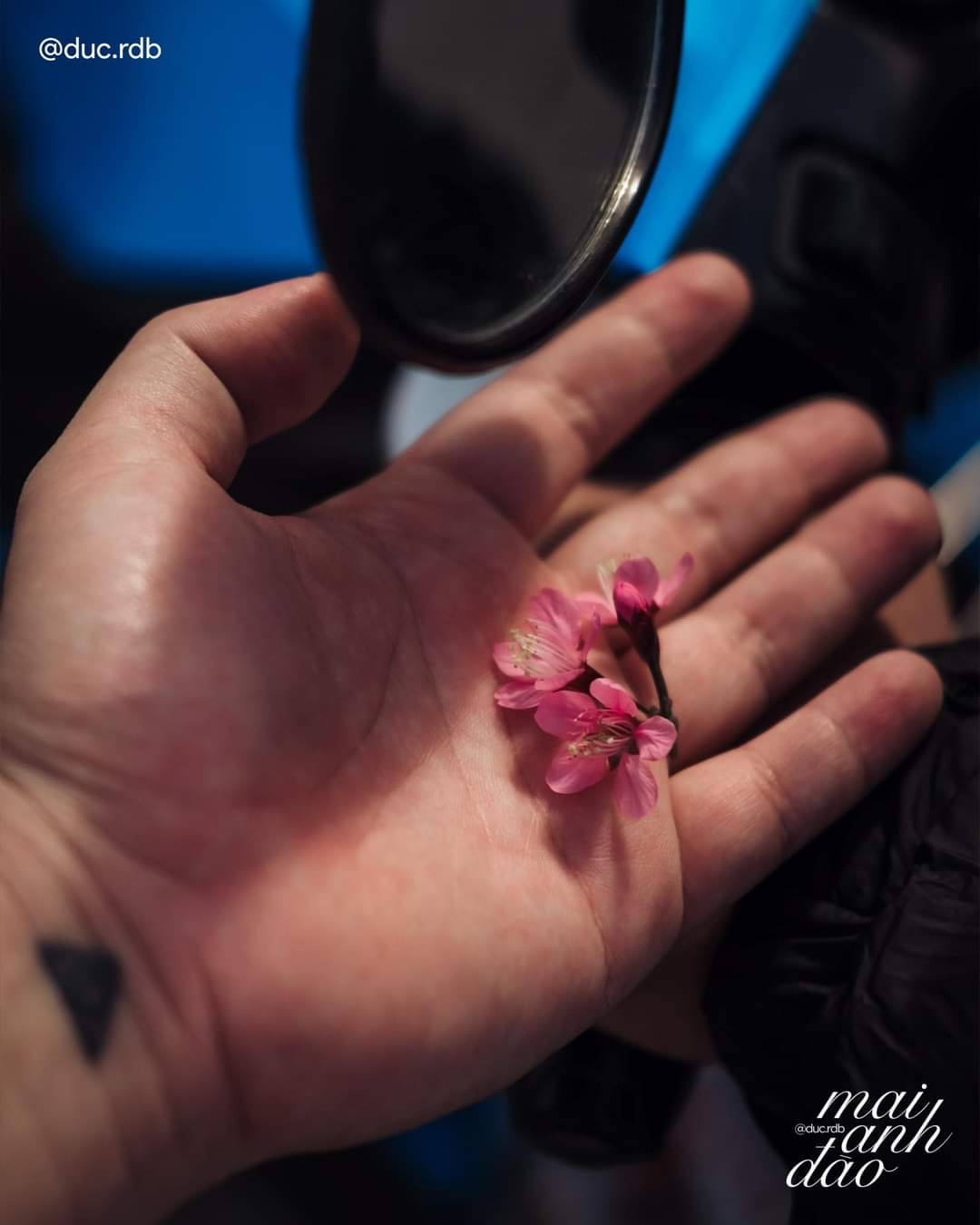 Hoa mai anh đào báo hiệu Xuân về. (Ảnh: Nguyễn Minh Đức) Hoa mai anh đào báo hiệu Xuân về. (Ảnh: Nguyễn Minh Đức)