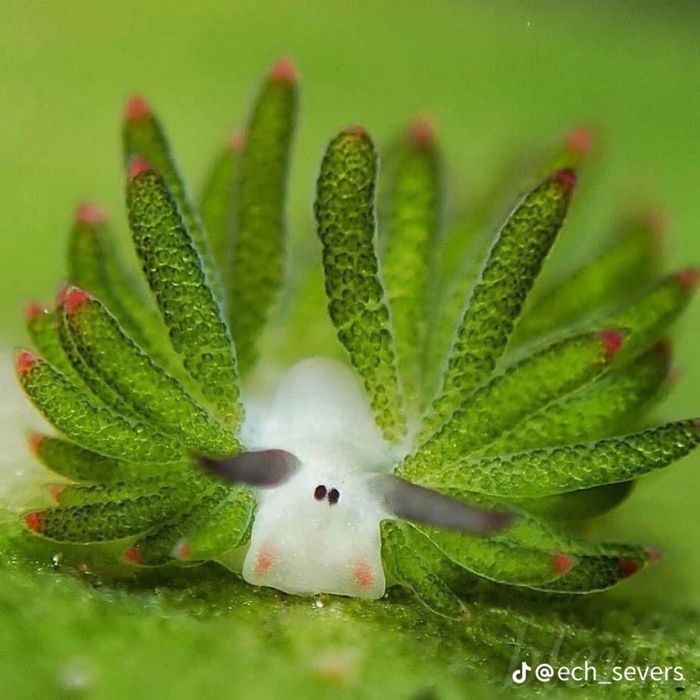 Loài sinh vật với kích thước nhỏ bé, khó có thể nhìn thấy. (Ảnh: @ech_severs)