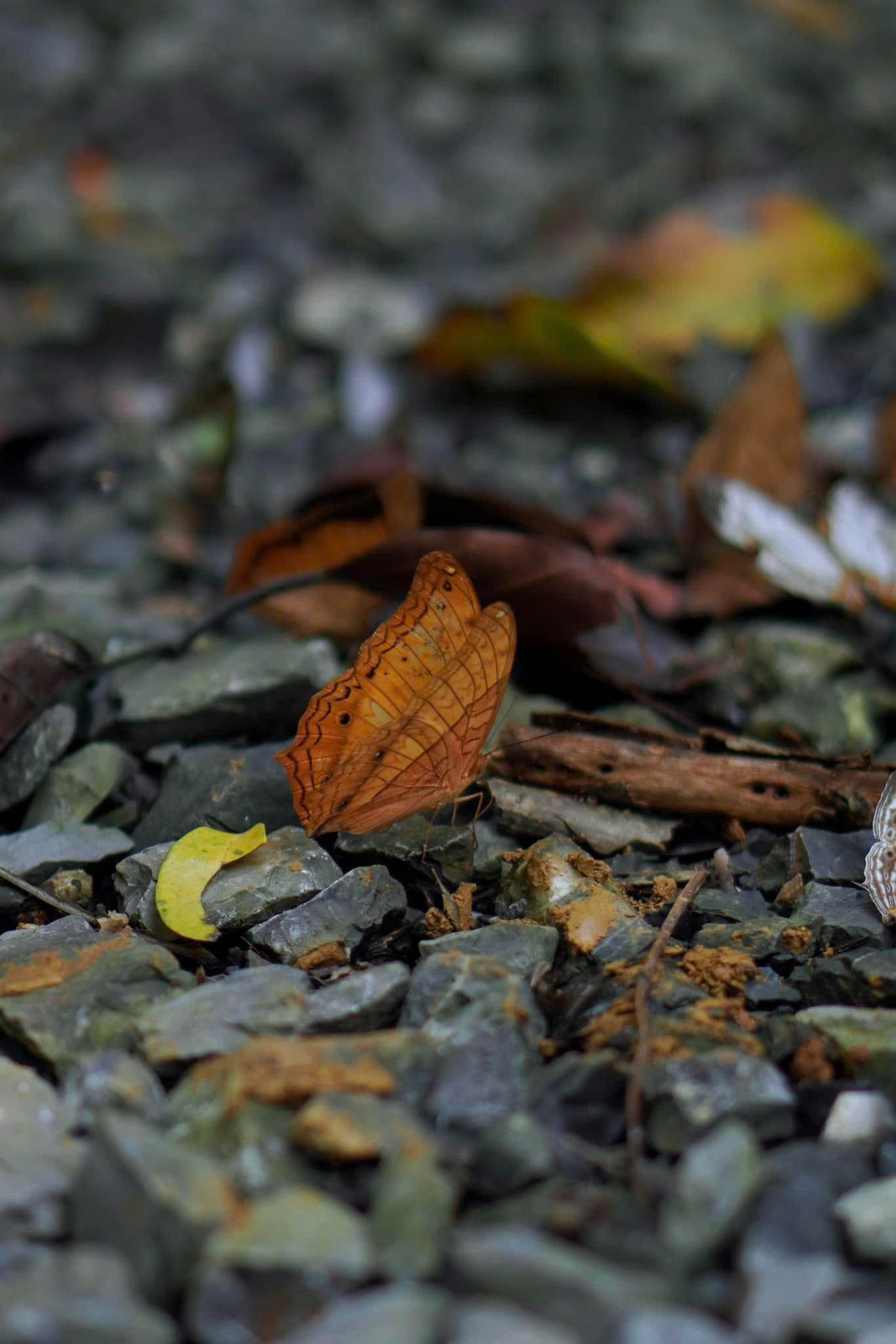 (Ảnh: Thanh Tung Chau)