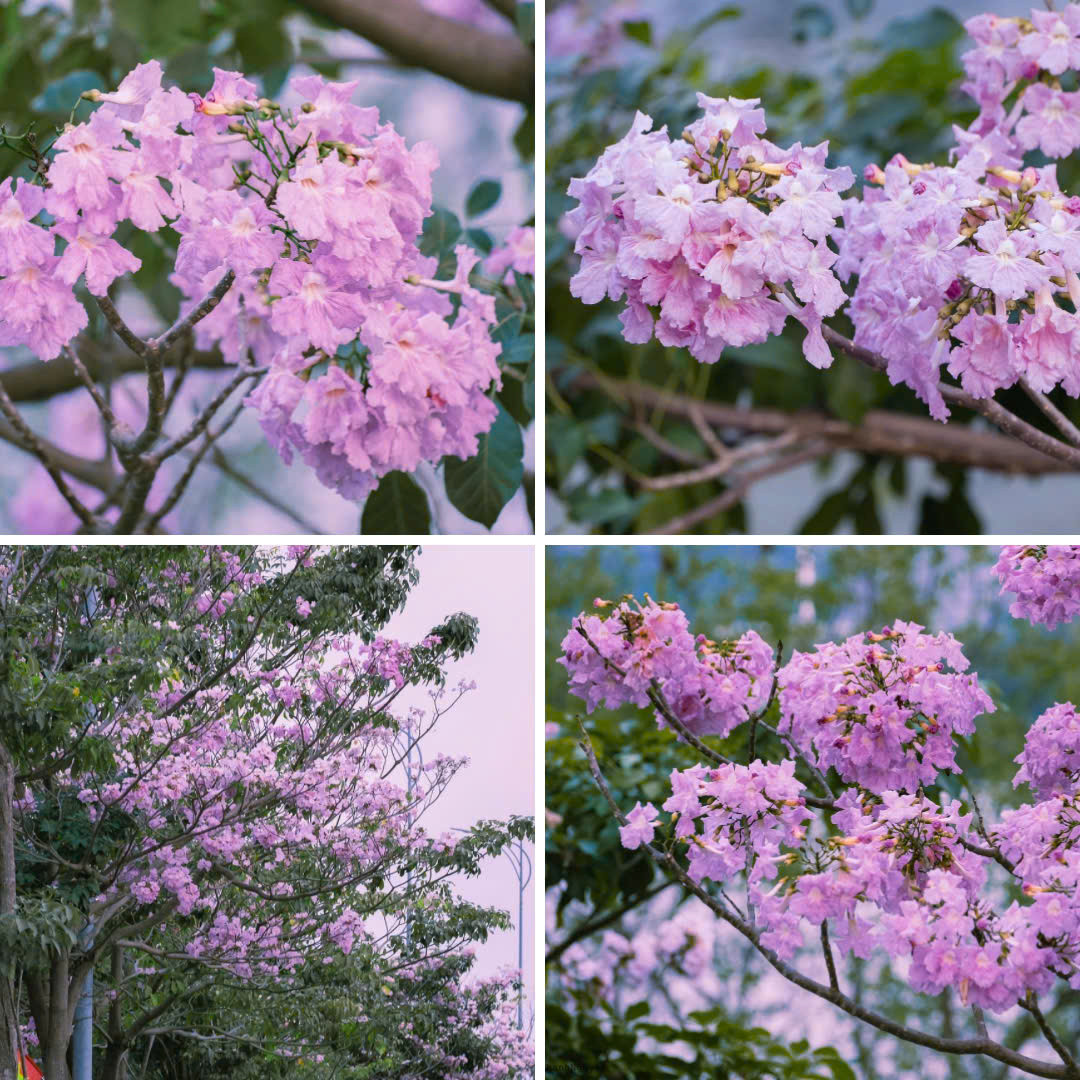 Ngoài sắc hồng ngọt ngào, kèn hồng còn có cả những cây sở hữu hoa màu tím nhạt lãng mạn. (Ảnh: Khanh Nguyen) Ngoài sắc hồng ngọt ngào, kèn hồng còn có cả những cây sở hữu hoa màu tím nhạt lãng mạn. (Ảnh: Khanh Nguyen)