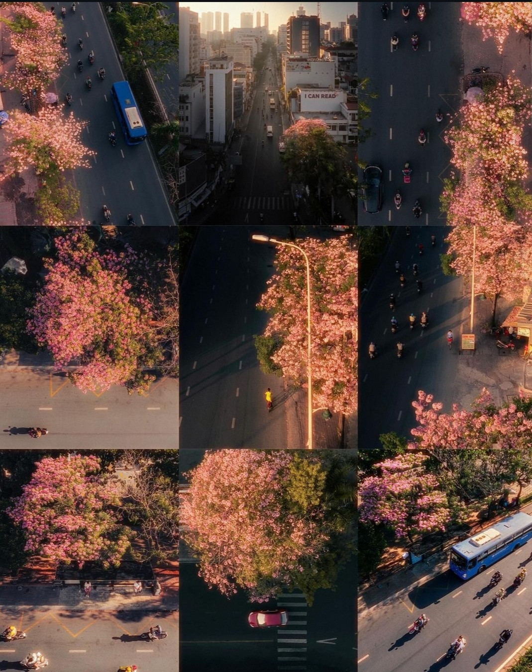 Kèn hồng rực rỡ trong ánh nắng hoàng hôn. (Ảnh: @dongqtrung) Kèn hồng rực rỡ trong ánh nắng hoàng hôn. (Ảnh: @dongqtrung)