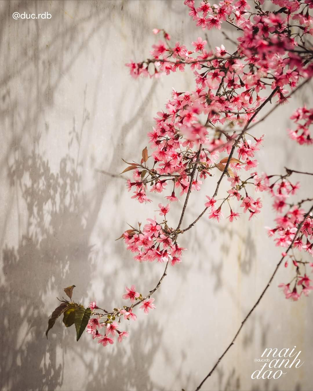 Mai anh đào khoe sắc trong nắng. (Ảnh: Nguyễn Minh Đức) Mai anh đào khoe sắc trong nắng. (Ảnh: Nguyễn Minh Đức)