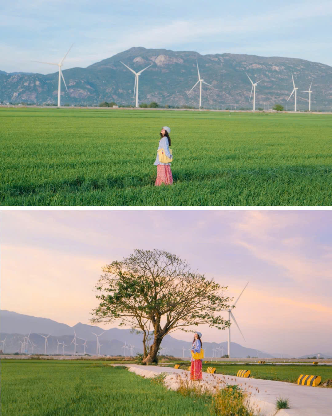 Cánh đồng lúa trở thành background &quot;xịn xò&quot;&quot; cho những bức ảnh check-in cùng những cột điện gió của các Gen Z. (Ảnh: Ngọc Hải)