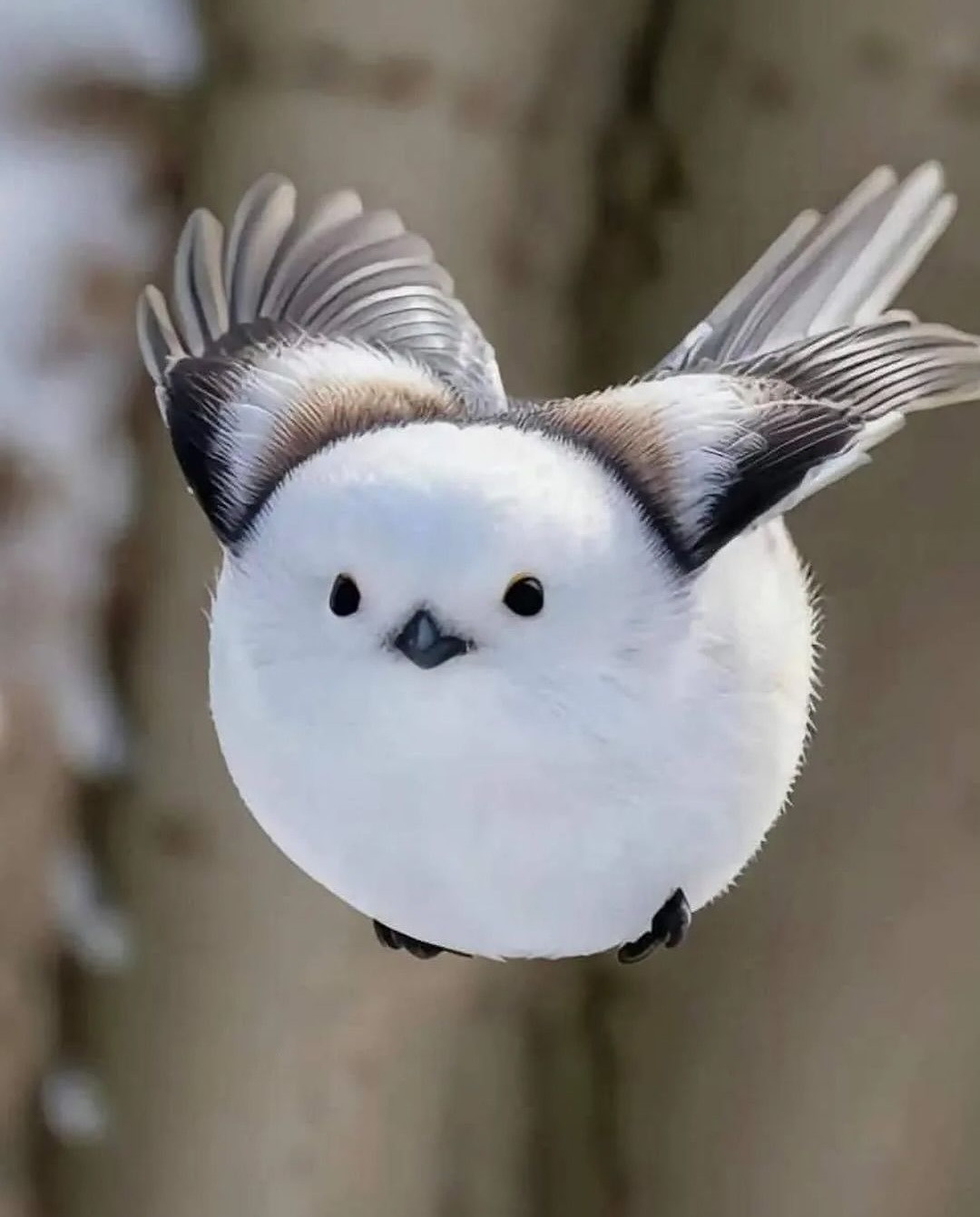 "Nàng tiên tuyết của Hokkaido" khiến cư dân mạng mê mẩn vì quá đáng yêu. (Ảnh: discover.animal)