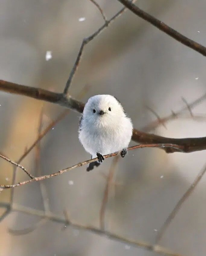 (Ảnh: discover.animal)