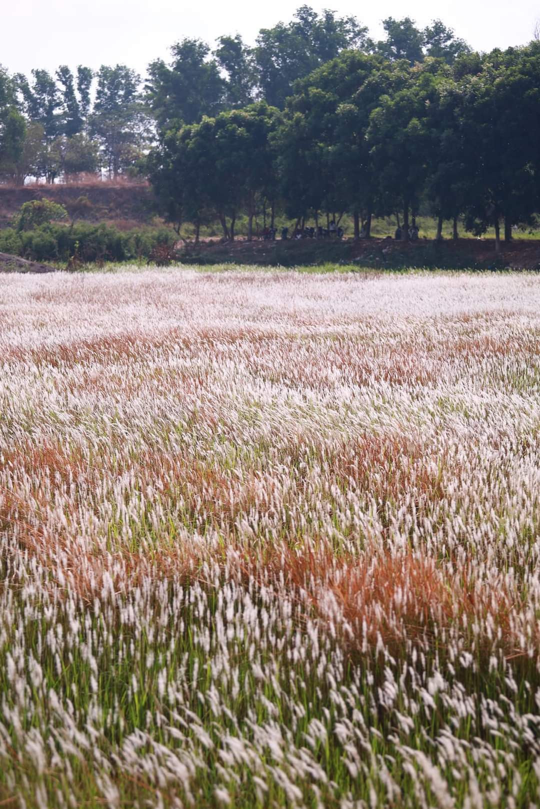 Cỏ lau tuy không rực rỡ nhưng khi xếp cạnh nhau tạo thành cả một cánh đồng rộng lớn thì lại tạo thành cảnh tượng thơ mộng, chinh phục trái tim nhiều người. (Ảnh: Trung Hải) Cỏ lau tuy không rực rỡ nhưng khi xếp cạnh nhau tạo thành cả một cánh đồng rộng lớn thì lại tạo thành cảnh tượng thơ mộng, chinh phục trái tim nhiều người. (Ảnh: Trung Hải)
