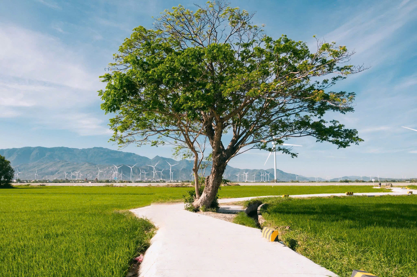 Chiếc view &quot;được lòng&quot; đông đảo Gen Z khi đến check-in tại cánh đồng điện gió Đầm Nại. (Ảnh: Nguyễn Trung Đam)