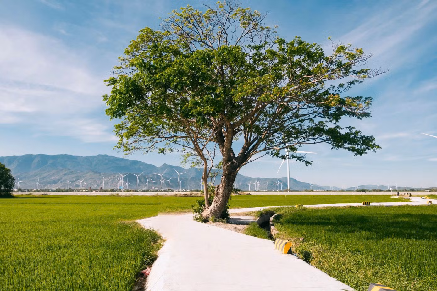 Chiếc view "được lòng" đông đảo Gen Z khi đến check-in tại cánh đồng điện gió Đầm Nại. (Ảnh: Nguyễn Trung Đam)