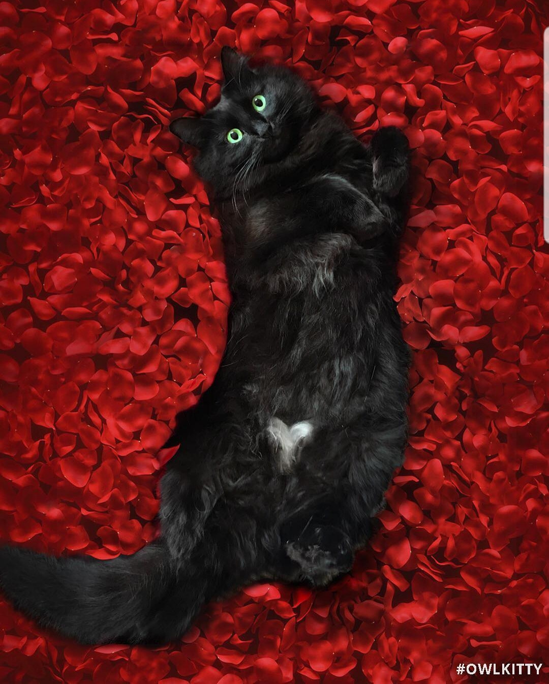 Với ngoại hình cực kì đáng yêu, cô mèo chiếm trọn trái tim các netizen. (Ảnh: @owl_kitty)