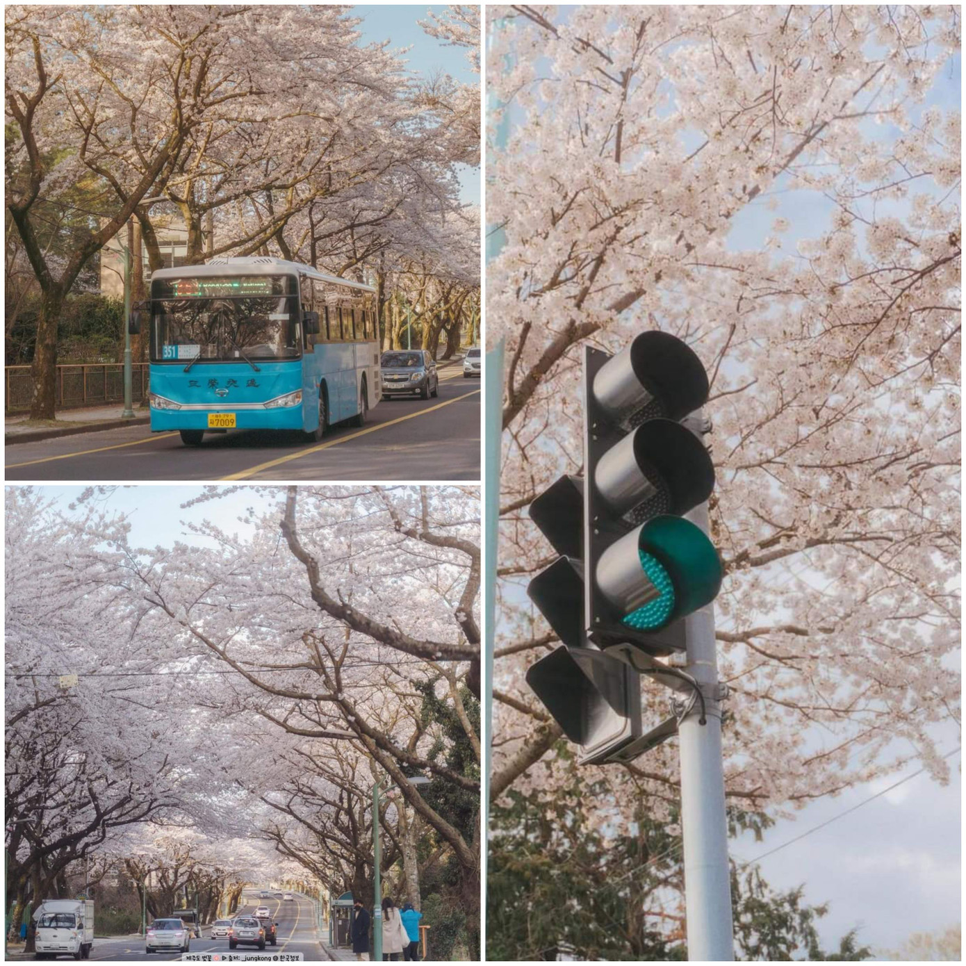 Góc trời ngập tràn sắc hồng của hoa anh đào. (Ảnh: _jungkong) Góc trời ngập tràn sắc hồng của hoa anh đào. (Ảnh: _jungkong)