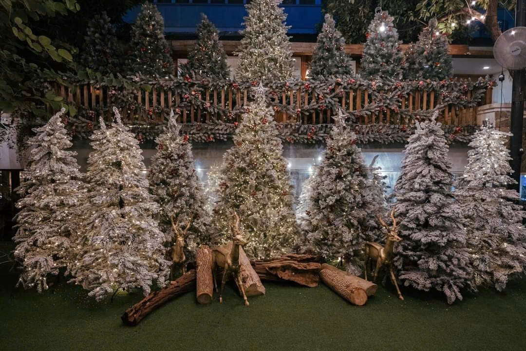 Không gian ngập tràn cây thông khiến netizen không khỏi trầm trồ. (Ảnh: Sori Garden)